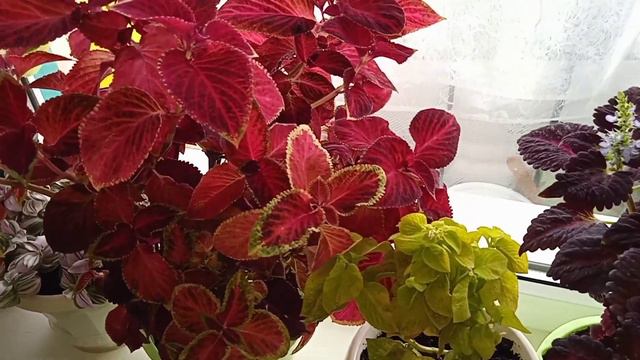 Новички. Растения с Авито от частника за копейки. смотреть онлайн