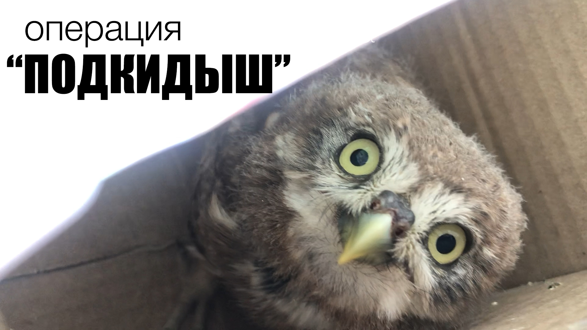 Операция "Подкидыш". Возвращаем слётка домового сыча в природу. смотреть онлайн