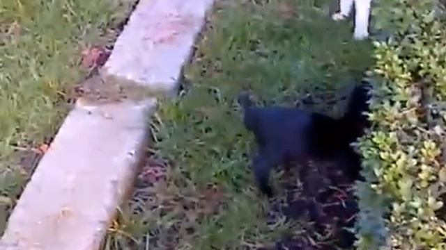 Две котки стават приятели - Two cats becoming friends between trees and flowers смотреть онлайн