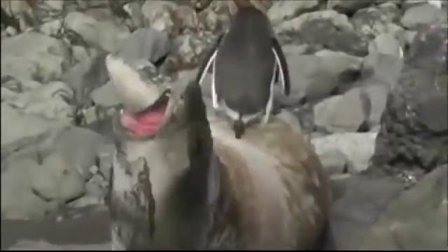 Penguin And Seal An Easy Trick - Пингвин и тюлень легкий прикол