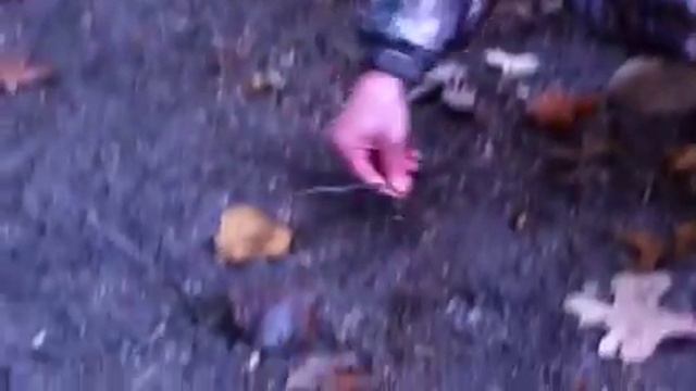 TheWilltoHunt creating a mock scrape with the Big Deer Hunters Buck Stick - Deertour - Virginia смотреть онлайн