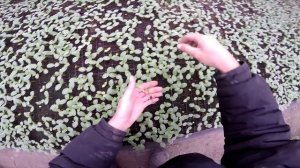 Прививка арбуза на тыкву (сезон 2015)