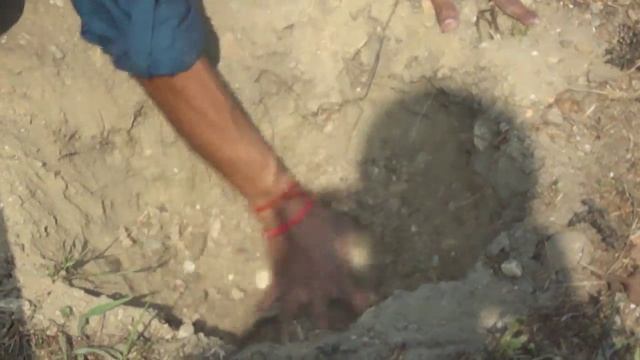 HOW TO PLANT JATROPHA CURCAS смотреть онлайн