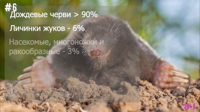 Дикие животные Часть 1 (викторина) смотреть онлайн