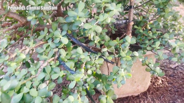 행운의 풍수 식물 염좌, 옥 식물 (Jade plant) смотреть онлайн