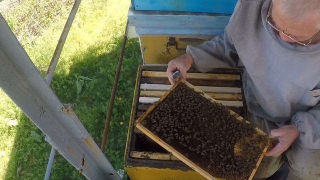 Противороевые методы не всегда работают Борьба с роением пчёл смотреть онлайн