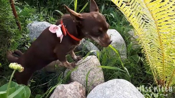 ЧТО ЕСТ СОБАКА? ЗЕЛЕНЬ ДЛЯ СОБАК / What does a dog eat? love greenery!