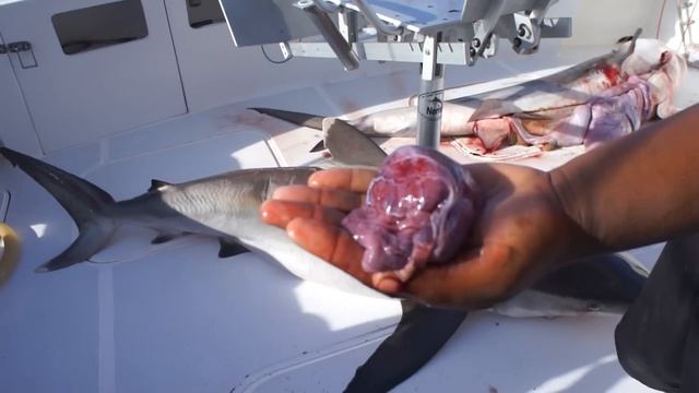 сердце акулы.m2ts смотреть онлайн