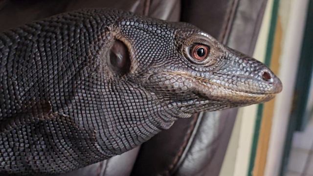 Black Dragon Chillin On The Couch ( 5 feet 7 inches ) смотреть онлайн