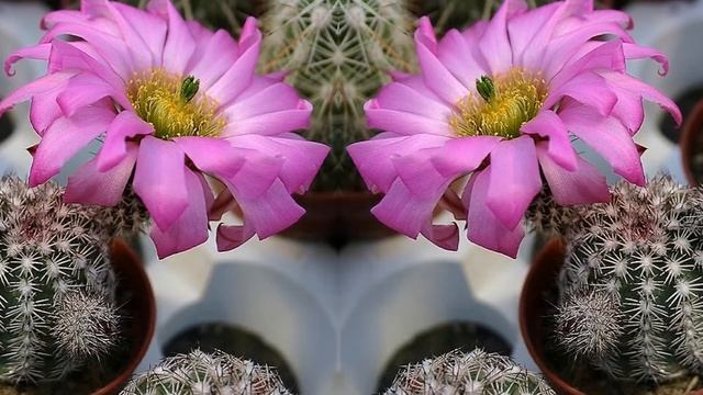 Эхиноцереус смотреть онлайн