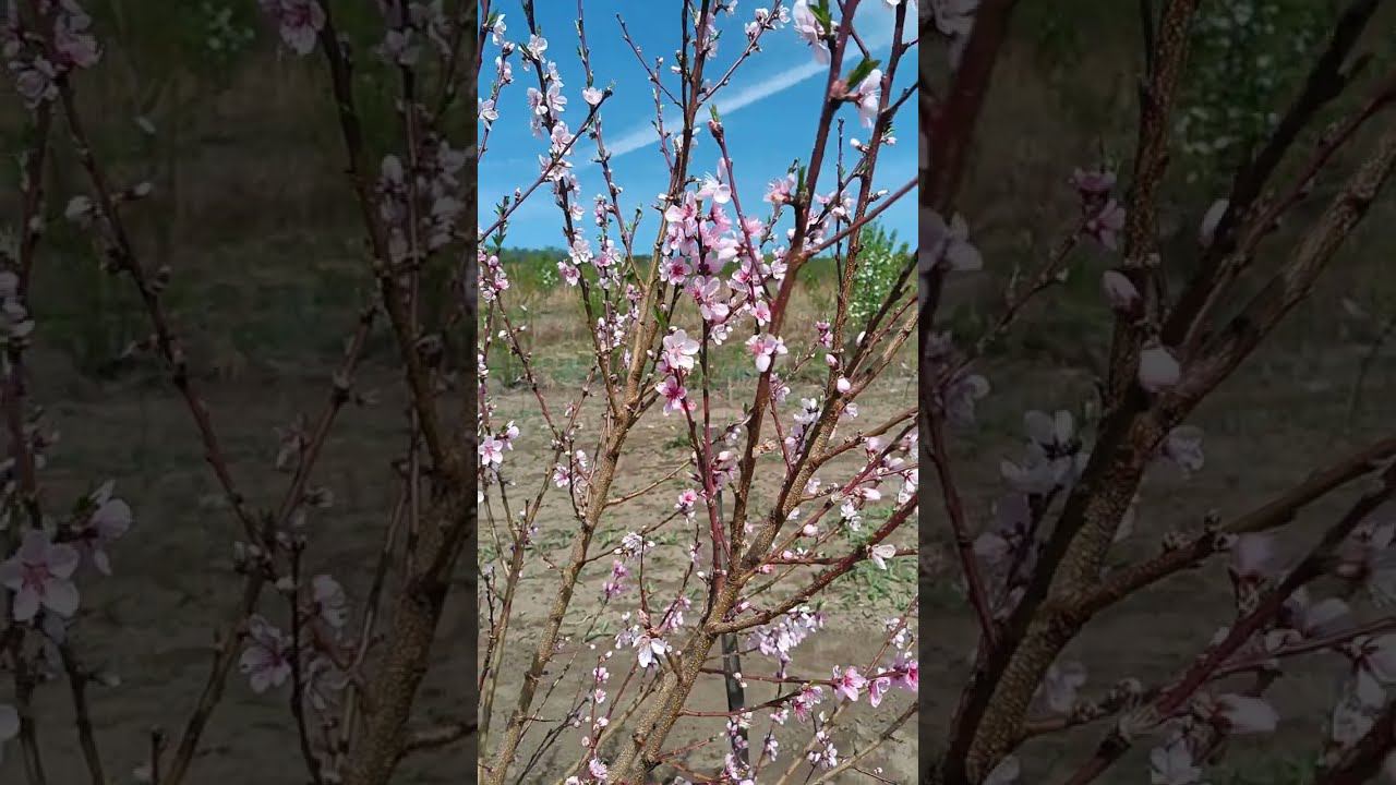 Персик цветет