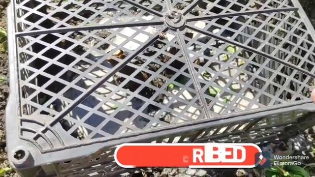 Розы не растут!!!Что делать?И что в итоге получилось...Часть 1. смотреть онлайн