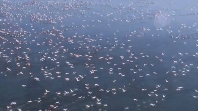 Почему Фламинго Розовые Розовый Фламинго Загадка Деда Мороза смотреть онлайн