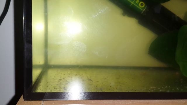 Glowlight Tetra Fry (Hemigrammus Erythrozonus) At 1 Day Old