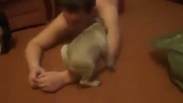 Любвеобильный мопс Часть 2 смотреть онлайн