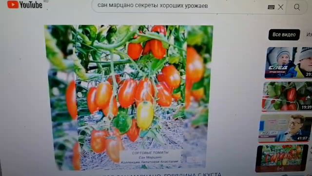 Томаты Сан Марцано И Другие Для Еды И Хайпа //ВАЦАП 89152458159 ПИСЬМЕННО ДЛЯ ЗАКАЗА смотреть онлайн