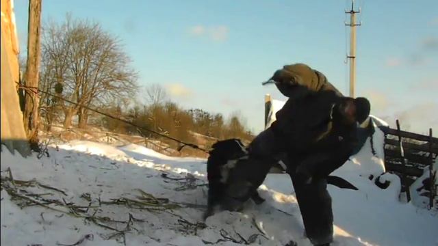 Охрана дома - Работает Бернский зенненхунд !!! смотреть онлайн