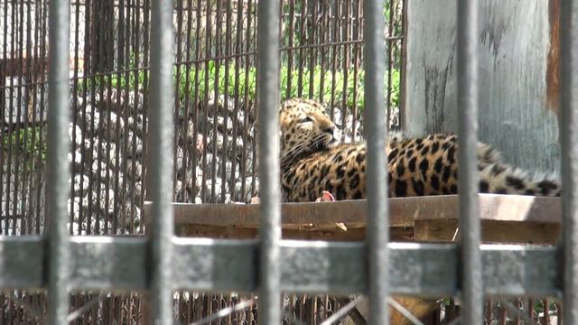 I VIDEO зоопарк 6 смотреть онлайн