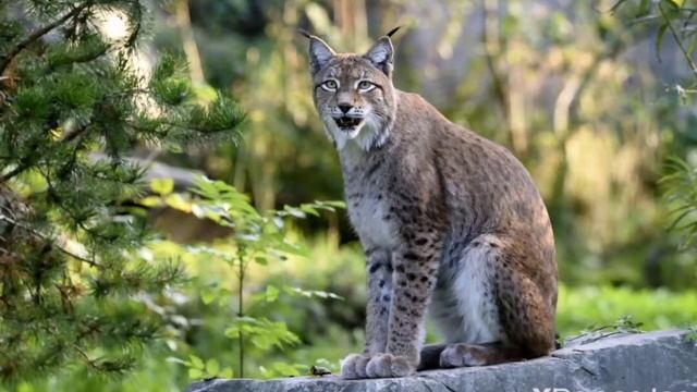 Звуки лесной дикой рыси смотреть онлайн