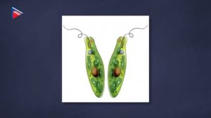 7 класс - Биология - Простейшие