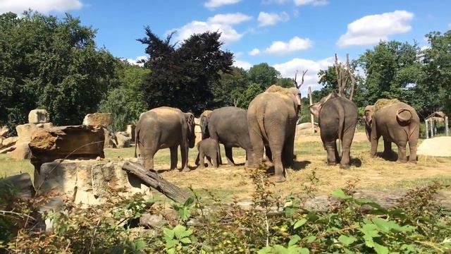 Слоновий прайд в пражском зоопарке смотреть онлайн