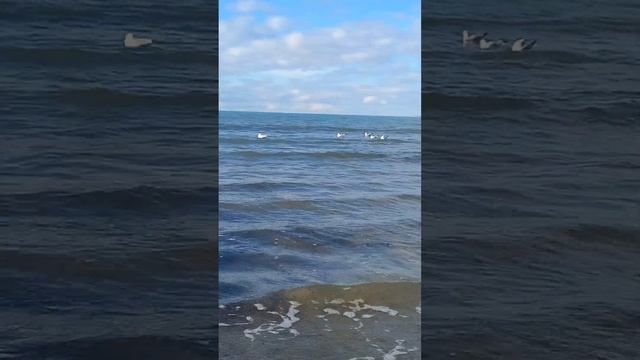 АНАПА. 14 ноября 2023 г. +14 гр., вода +17 гр. Море и шум волн сегодня на центральном пляже. смотреть онлайн