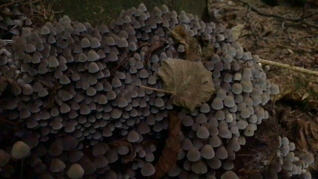 Gesäter Tintling, Coprinellus Disseminatus