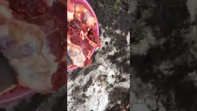Разделка бобра Часть 2 Сколько получилось мяса с бобра смотреть онлайн