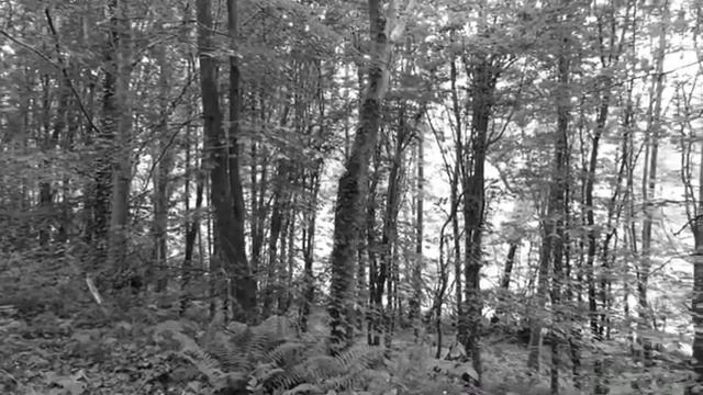 Forêt de flamanville смотреть онлайн