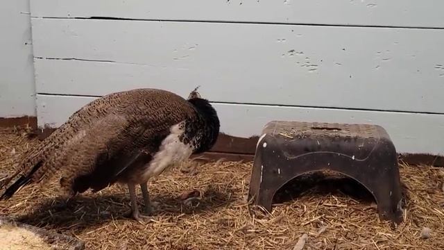 ПАВЛИН РАСПУСТИЛ ХВОСТ ПЕРВЫЙ РАЗ /РЕКС ЗНАКОМИТЬСЯ С ПУПСОМ / смотреть онлайн