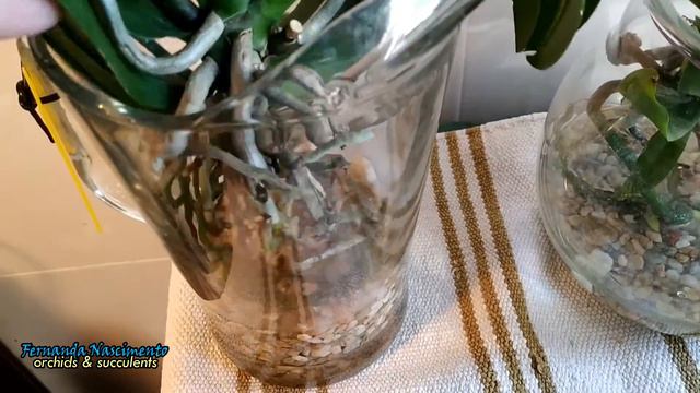 Phalaenopsis in water culture - Follow up /nov 2020 - Legendas em português смотреть онлайн