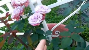 Роза "Индиголетто". Июнь 2021.