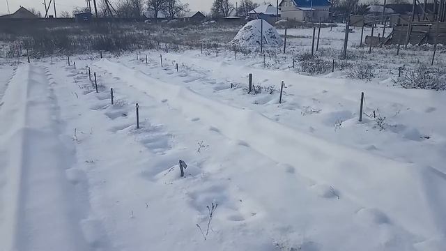 Земляника под снегом: справляется ли самодельное укрытие? смотреть онлайн