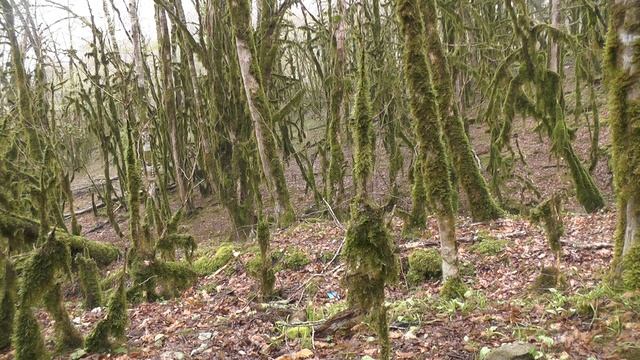 Мертвый тисово-самшитовый лес на Кавказе. The dead yew-boxwood forest in the Caucasus. смотреть онлайн