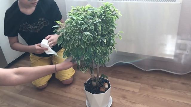 Прищипка фикуса смотреть онлайн