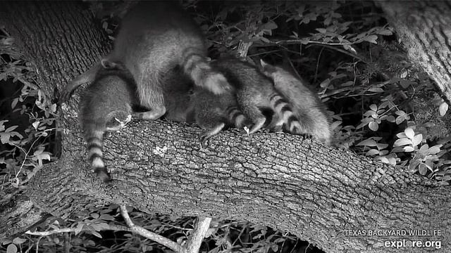 Семья енотов устроилась на большом дереве рядом с лисами#США смотреть онлайн