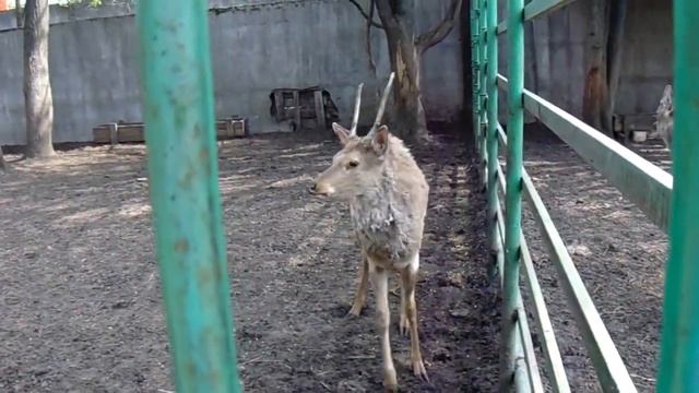 #Гжель. Местный зоопарк смотреть онлайн