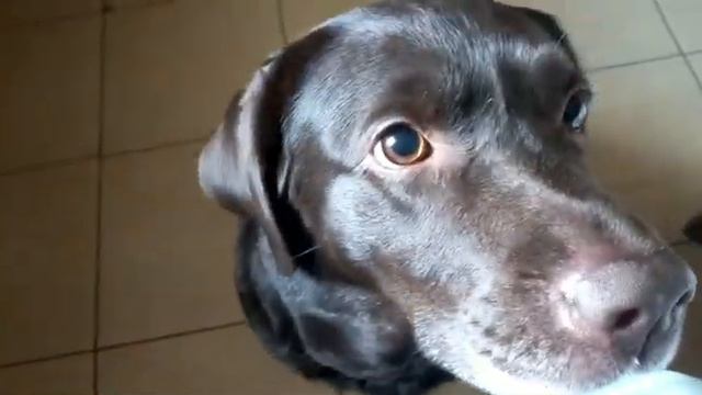 Бескорыстный лабрадор/Selfless Labrador смотреть онлайн