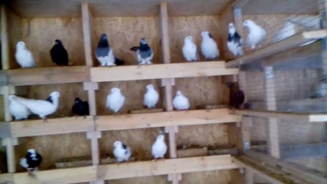 Голуби Пермские моладеж готовы к прадажи .89202130522 Андрей смотреть онлайн