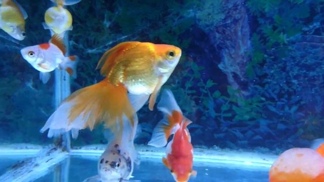 goldfish collection ? смотреть онлайн
