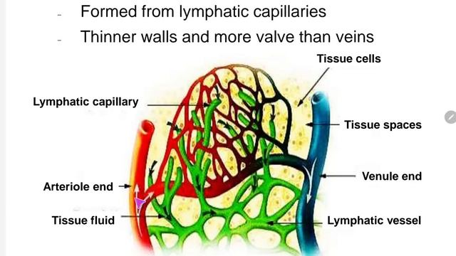 8.2 Introduction to Lymphatic System смотреть онлайн
