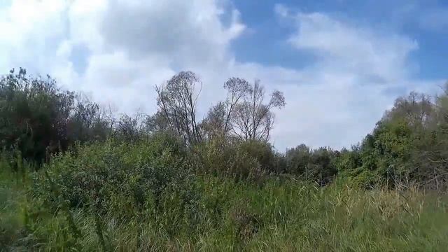 Фрагменты охоты на голубя вяхиря смотреть онлайн