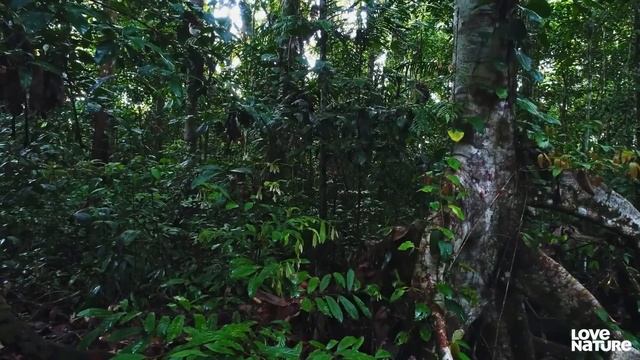 Jaguar Vs Caiman Crocodile EPIC Showdown | Love Nature смотреть онлайн