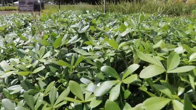 Signature Plants (2019 01) смотреть онлайн