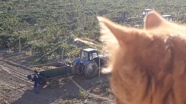 Уборка винограда-1 смотреть онлайн