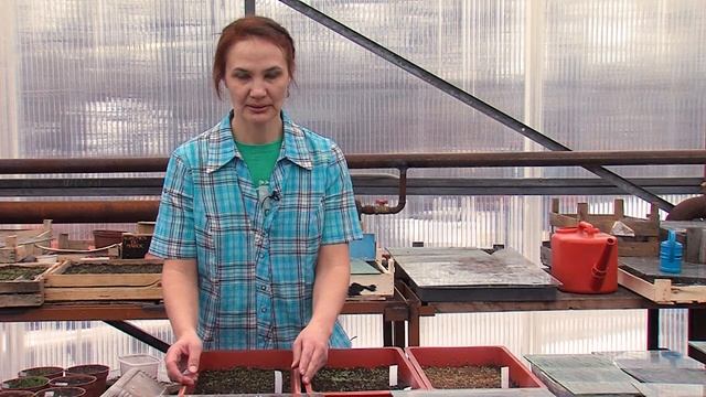 Выращиваем идеальную рассаду и узнаём секреты примулины смотреть онлайн