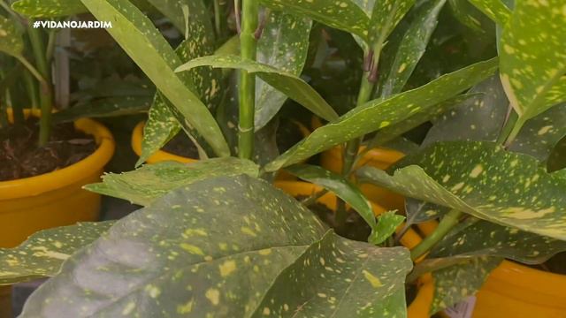 AUCUBA JAPONICA ou LOURO DO JAPÃO, uma PLANTA que parece CRÓTON mais não é! смотреть онлайн