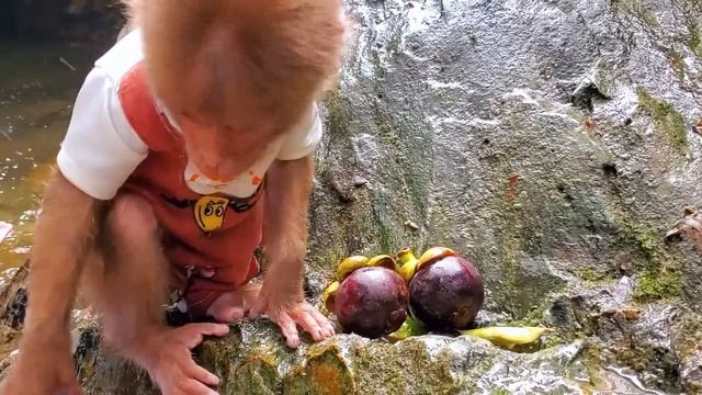 Baby monkeys go to catch goldfish to raise and eat fruits with cute ducklings | @Animal Home HT смотреть онлайн