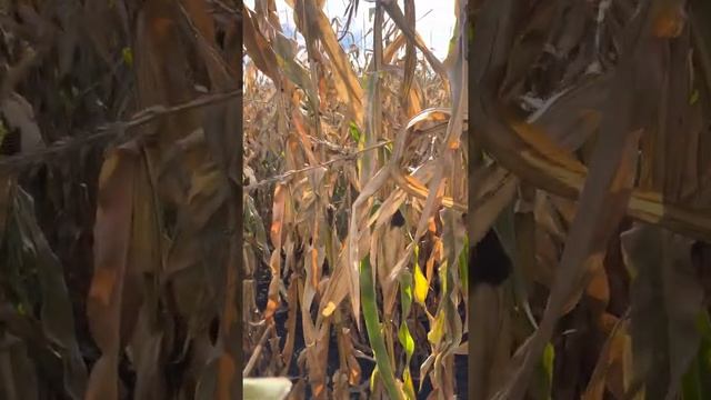 Кукурудза 2022. Фермер без сушки не фермер, або що робити з цією кукурудзою. Піонер п9911 ФАО 440 смотреть онлайн