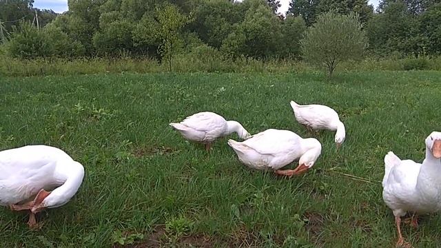 Выгодно ли держать гусей? Гуси Линда. Содержание и откорм гусей. Часть 1. смотреть онлайн